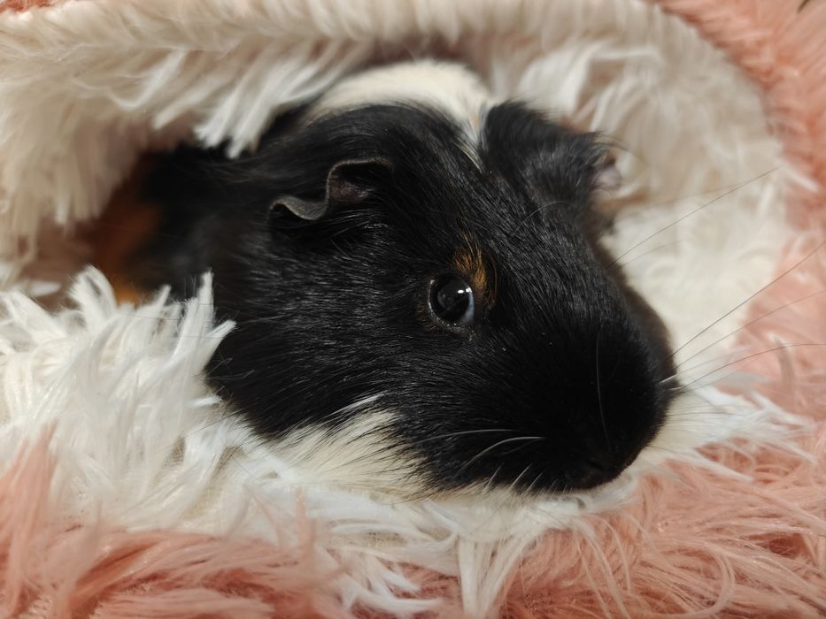 Świnki morskie samice