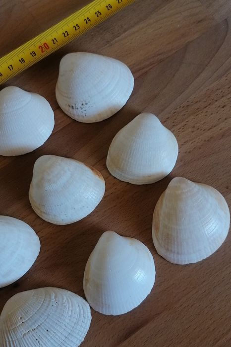 Conjunto de 12 conchas do mar