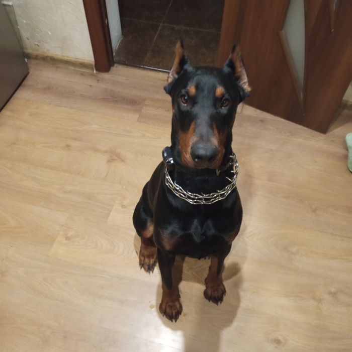 Чистокровный ухоженный для случки