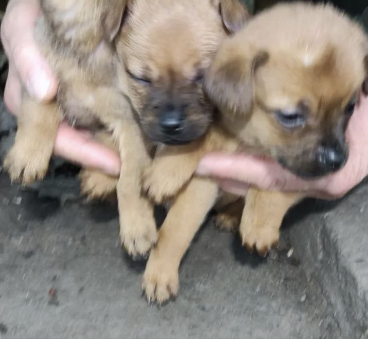 Срочно отдам щенков 2х месячных  Днепр Синельникова