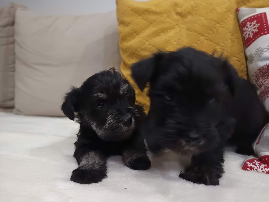 Sznaucer miniaturowy miniatura miniaturka