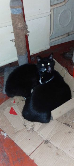 Коти в добрі руки