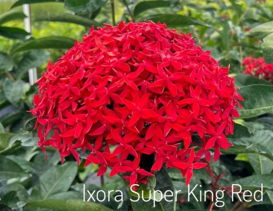 Повєтта, іксора Super King Red