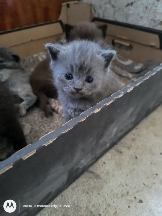 Британский котенок