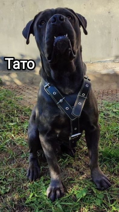 АКЦІЯ до кінця тижня!Дівчата Кане Корсо