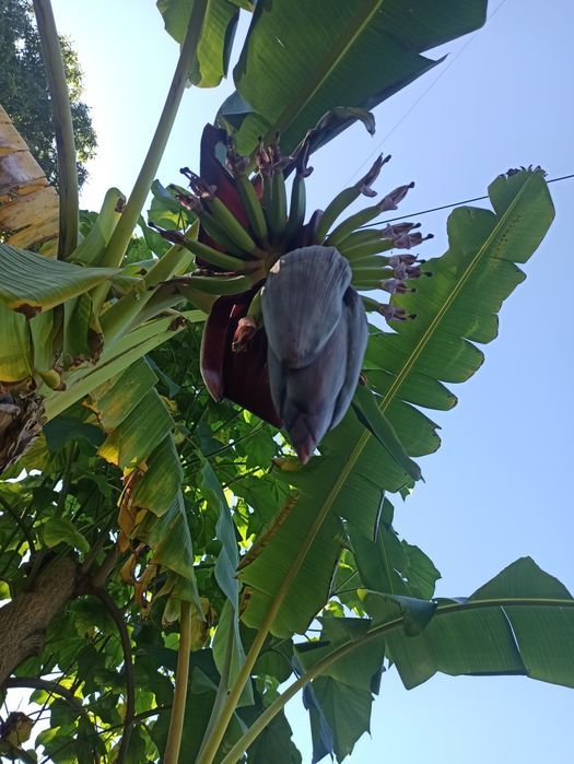 Bananeiras  musa