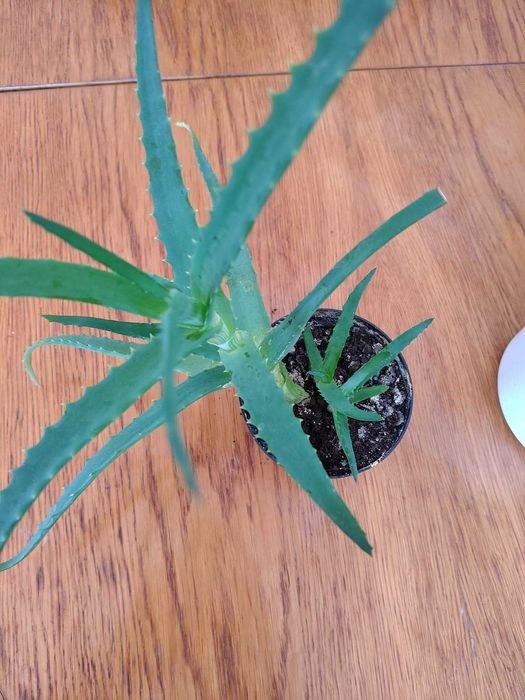 Aloes 35 cm -kilkuletni.