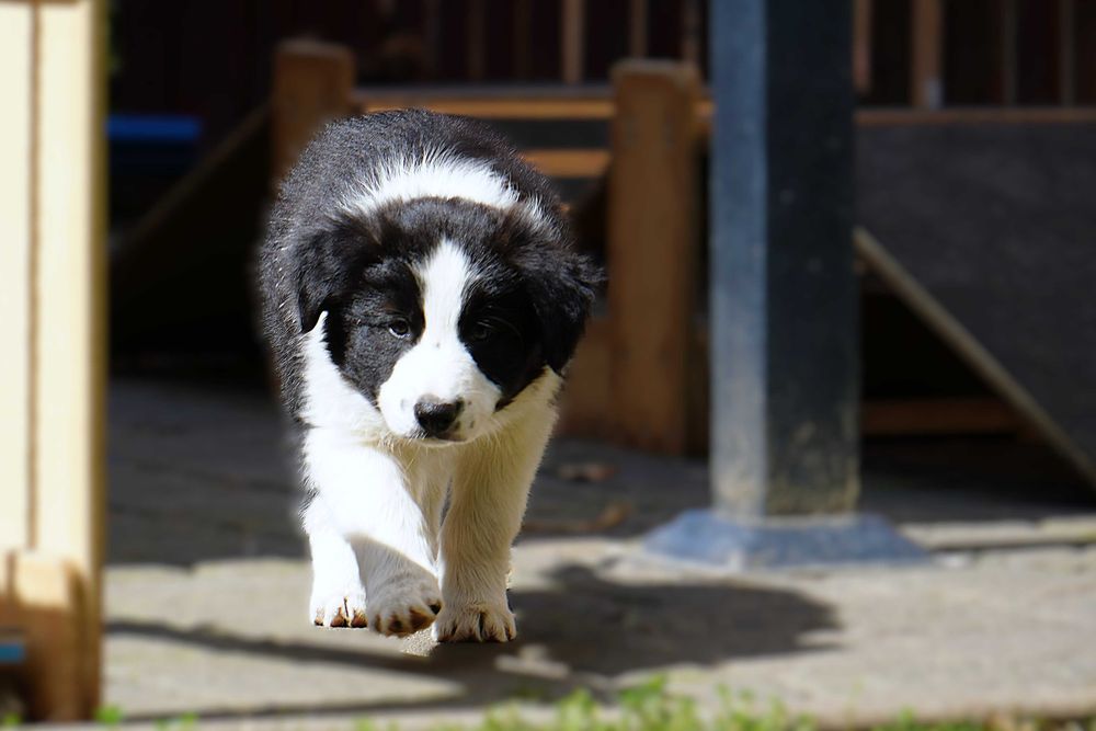 Border collie ZKwP/fci - szczeniak gotowy do zmiany domu