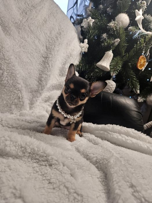 Prześliczna dziewczynka