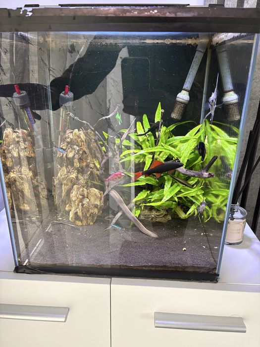 Akwarium optiwhite 50L