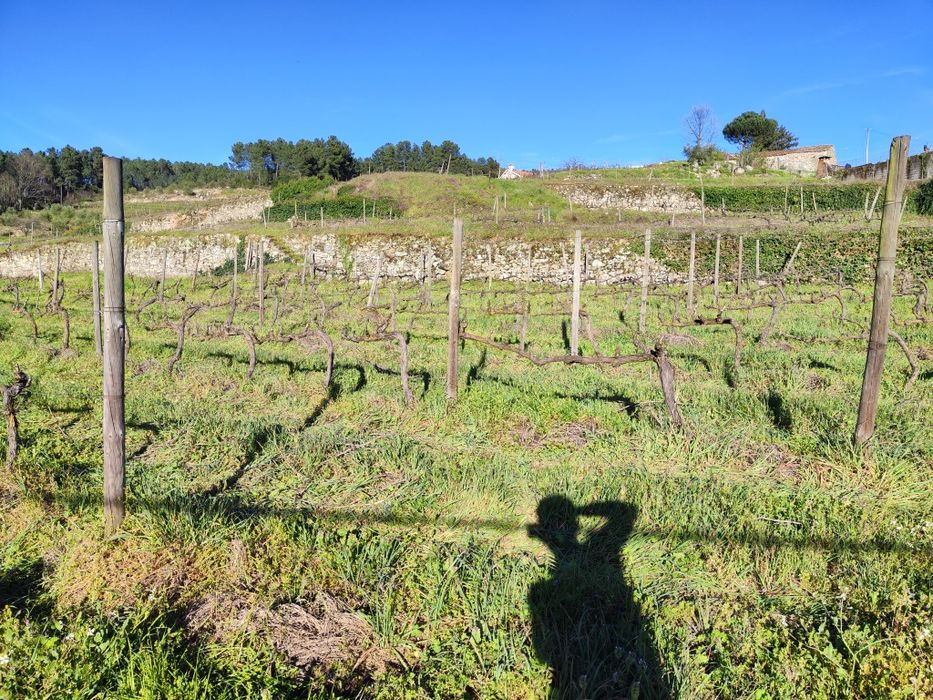 Quinta Ucanha 4 Hectares