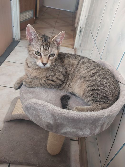 Kotek szuka domu