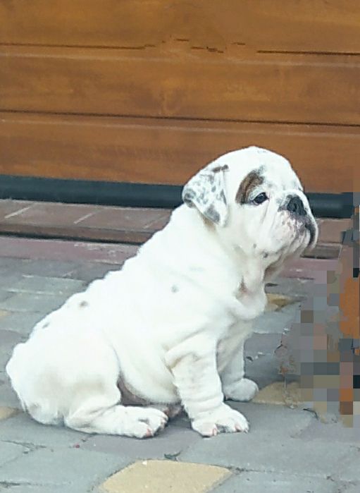 Англiйський бульдог