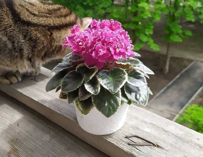 Мині фиалки листочкі