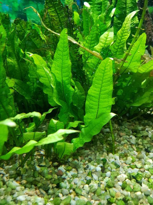 Microsorium pteropus. Rośliny, roślinki  do akwarium: