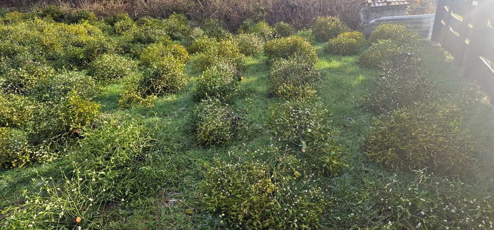 Sprzedam jemiołę duże ilości kóle gałęzie