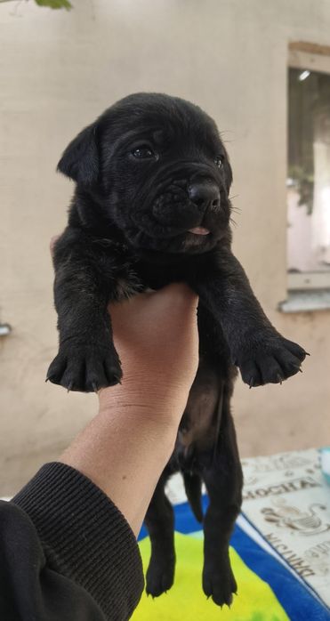 Щенки Кане Корсо