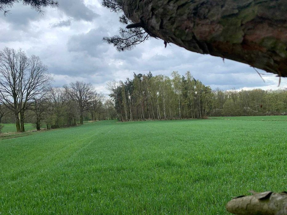 Piękna działka z lasem - View 3