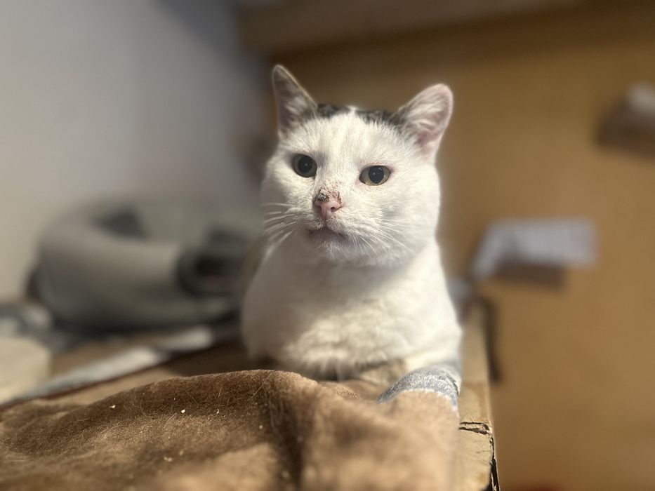 Hugo. Wrazliwe serduszko w puchatym ciałku