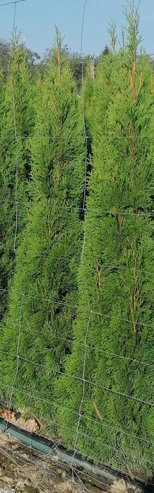 Tuja szmaragd wysokosc 150  160 cm
