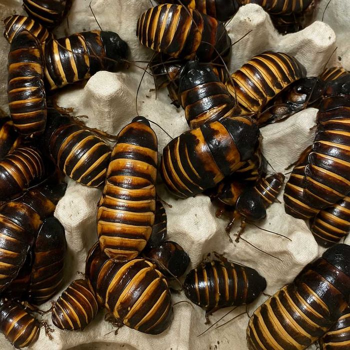 Karaczany madagaskarskie Elliptorhina javanica - Terrarium
 10szt 5cm