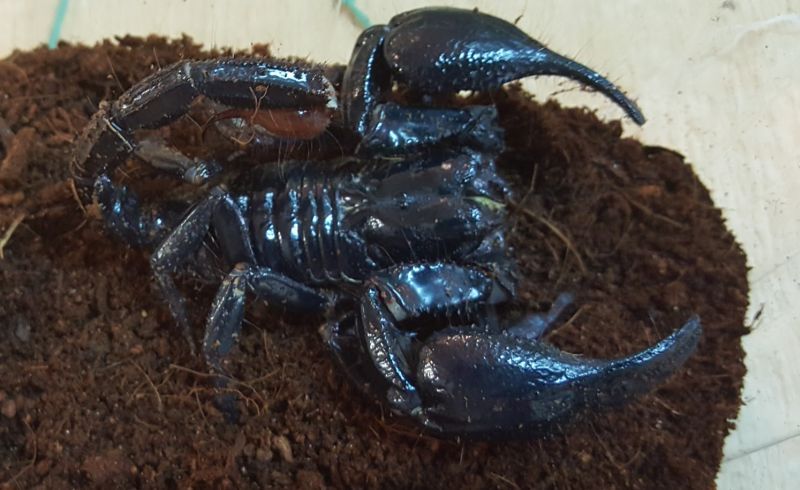 Skorpion azjatycki (Heterometrus spinifer) – czarny gigant