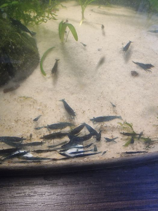 Sprzedam krewetki bluvelvet