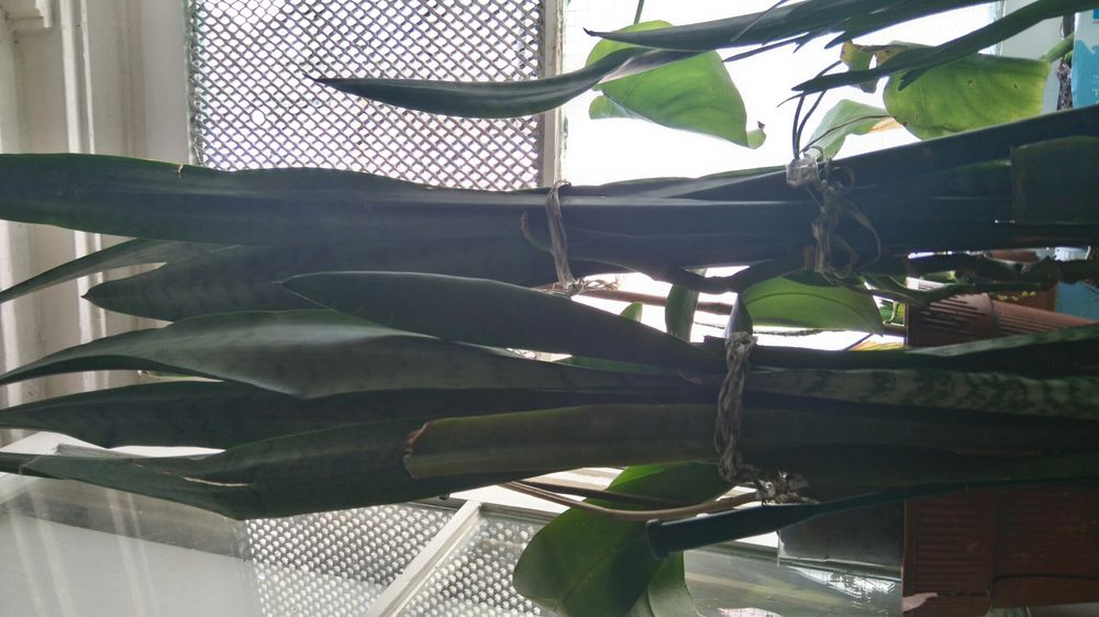 Espadas de S Jorge S. Jacinto