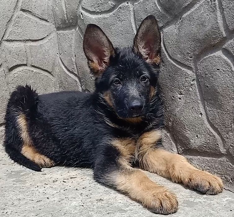 Щенки немецкой овчарки мальчики!