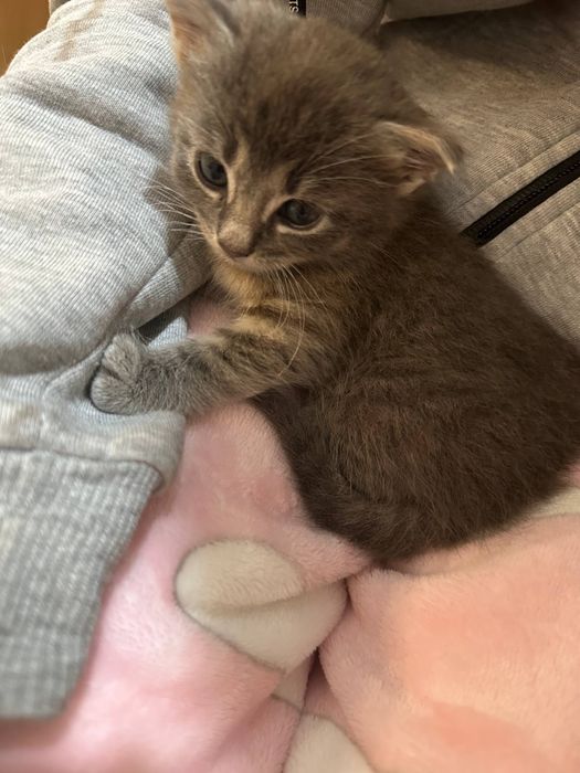 Кішечка у добрі руки