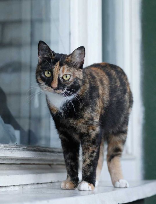 в добрі руки молоденька киця,муркотушка