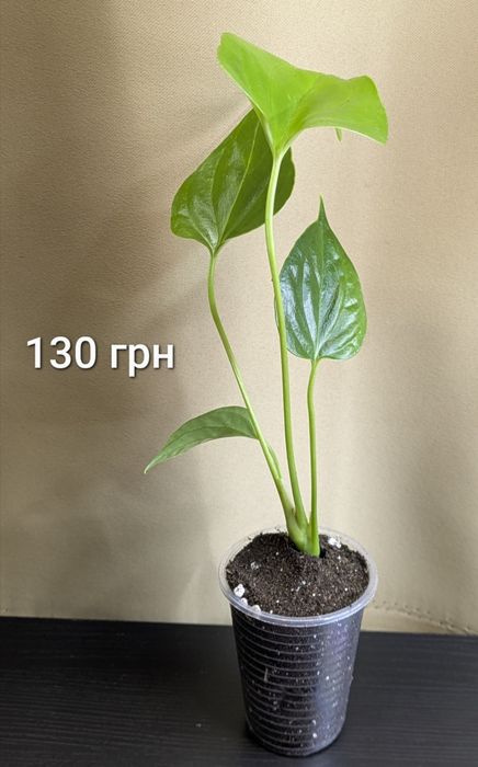 Антуріум Андре Ред Чемпіон червоний