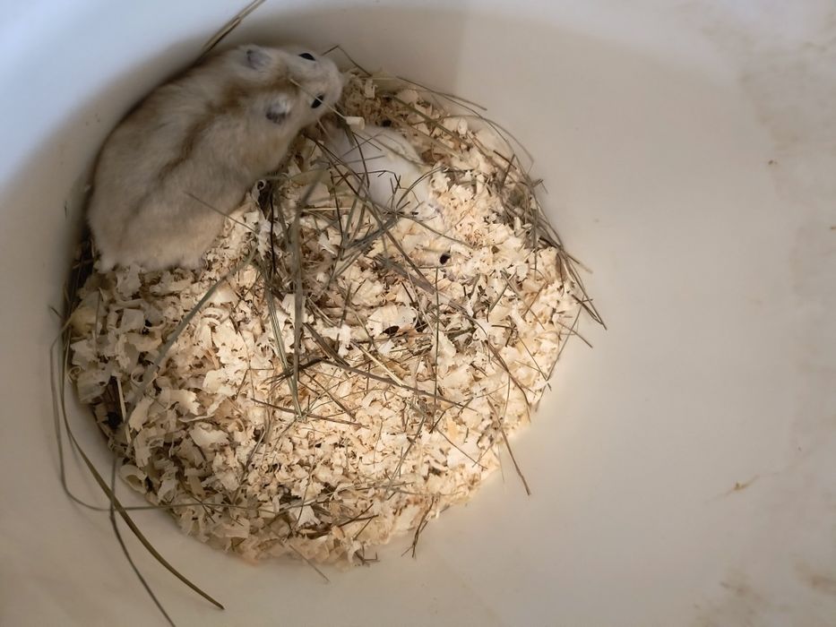 Хомячков карликовий