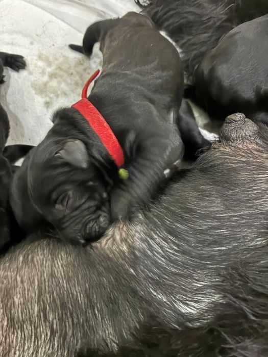 Macho Schnauzer Gigante Preto com LOP e Afixo