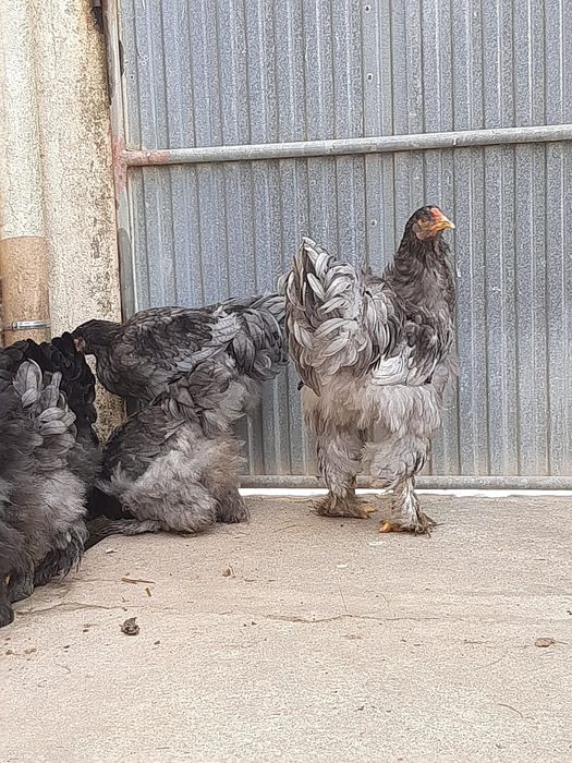 Galos brahama silver