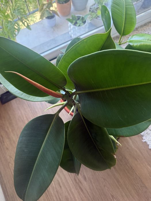 Ficus elastica 70 cm