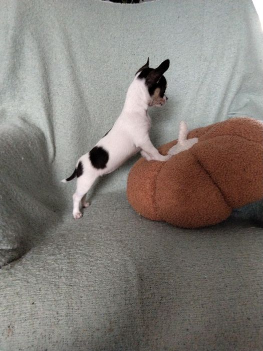 Chihuahua  malutka sunia
