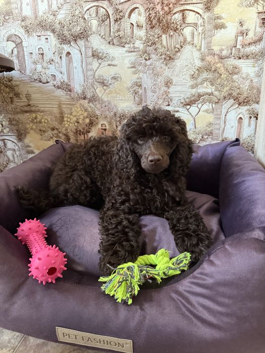 Вязка пудель шоколадний/коричневий