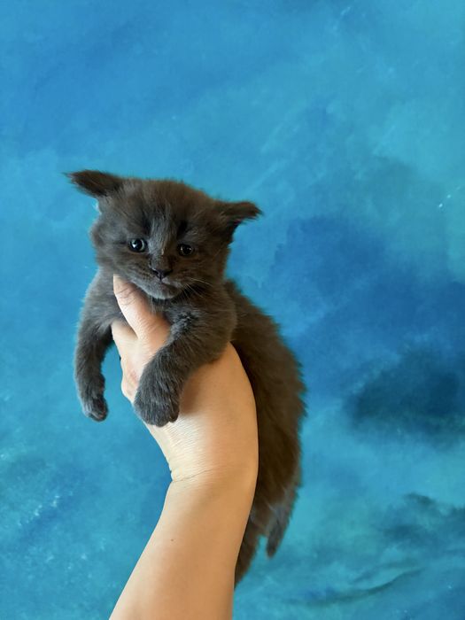 Kotka niebieska solid Maine Coon