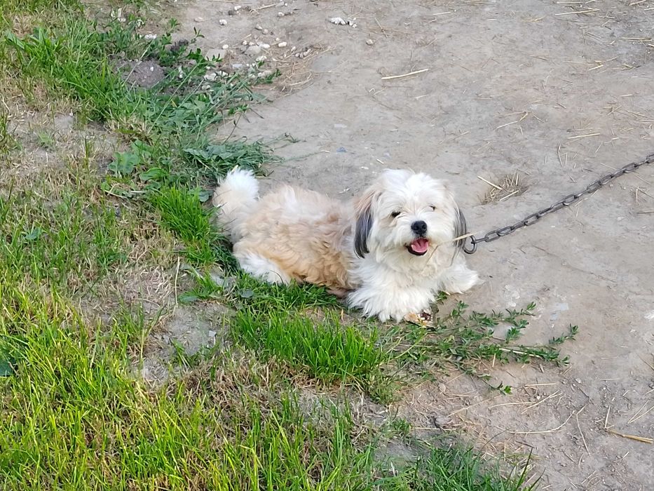 Pies mieszanka shih tzu
