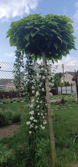 Катальпа продам катальпу