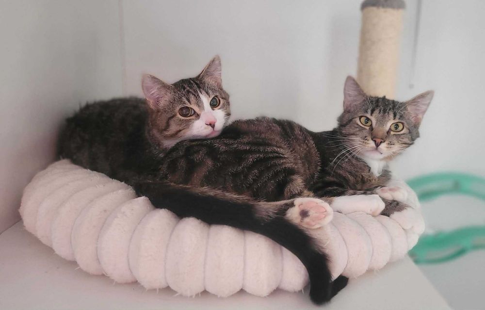 Tofiś i Teoś dwaj koci bracia do adopcji