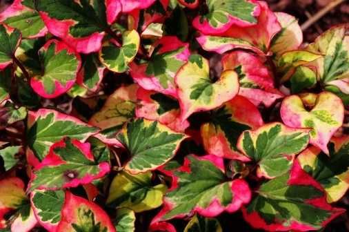 Tułacz pstry 'Chameleon' Houttuynia cordata