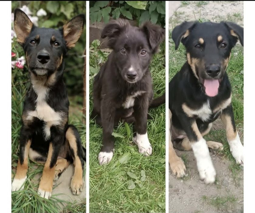 Відаємо Чудових  дівчат