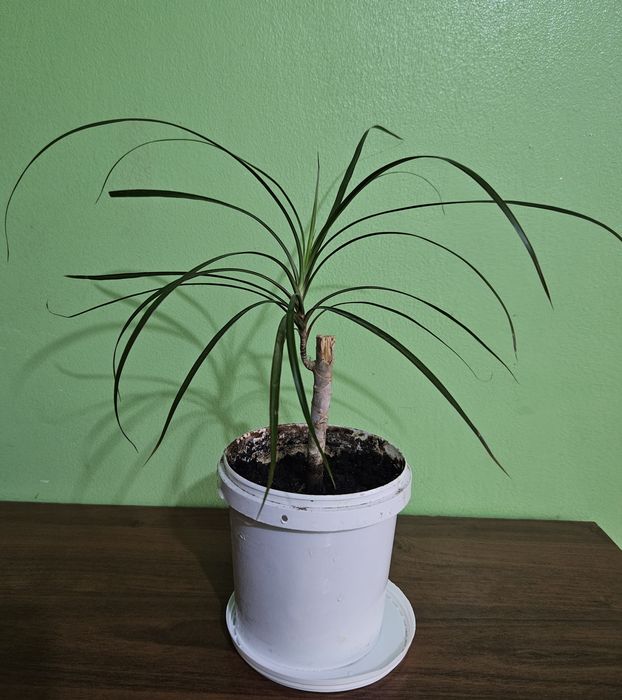 Вазон Драцена кімнатний