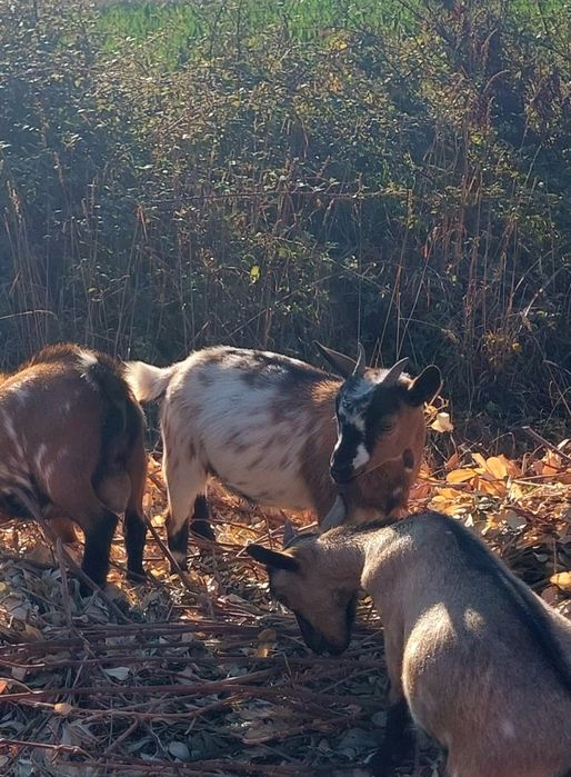 Cabras Anãs (fêmeas)