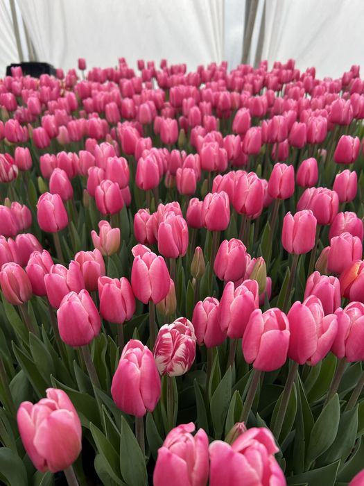 Луковиця після вигонки тюльпанів