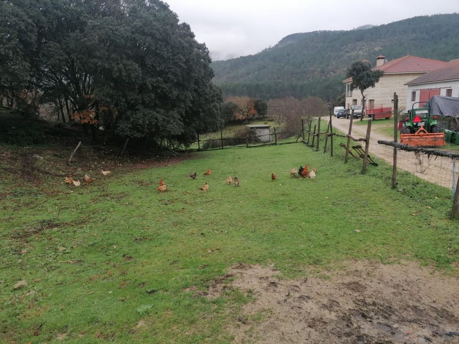 Ovos caseiros.
