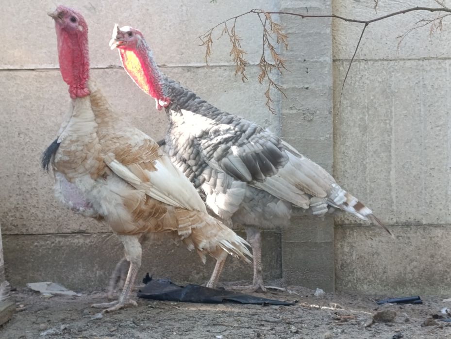 Продам Індика на вибір