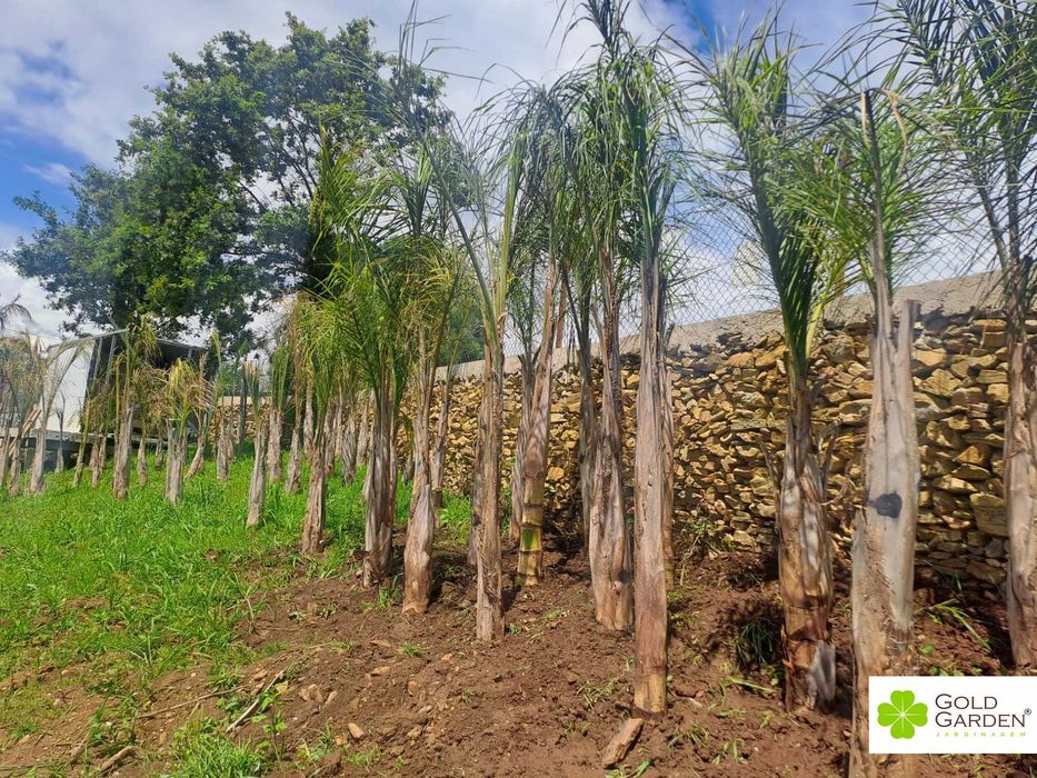 Coqueiros de vários tamanhos! Palmeiras / Coqueiros / Jardim / Àrvores